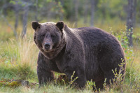 Еутаназиран медвjед због напада на планинара, упркос критикама активиста