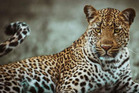 Leopard napao dvije osobe u vojnoj bazi