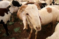 Епидемија козје куге у Грчкој