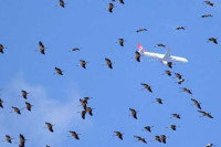 Rode izazvale pometnju na aerodromu