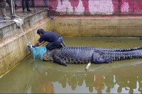 Krokodil usmrtio ženu dok je ronila u rijeci