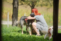 Odjeljenje za komunalne poslove: Psi u azilu imaju hrane, potrebno im je druženje sa ljudima