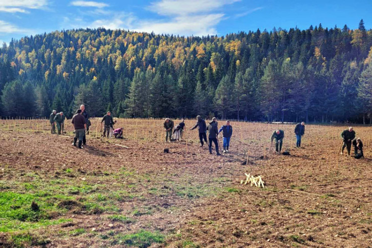 Zaokružena borba za opstanak Pančićeve omorike